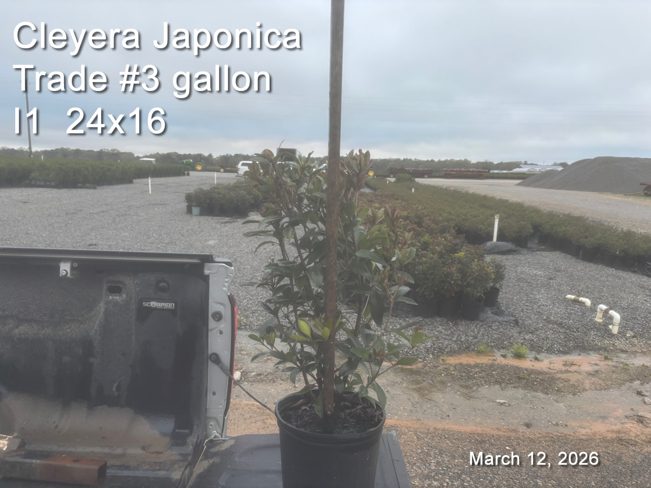 gallery/cley3t i1 mar12.jpg